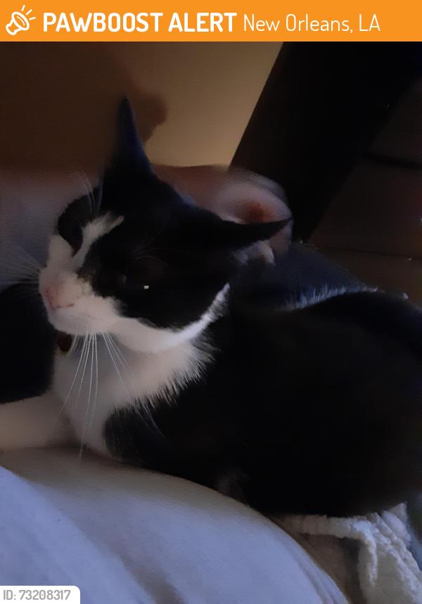 Found/Stray Female Cat last seen Louisa, New Orleans, LA 70117