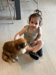 Lost Female Dog last seen Near SW 122nd, Miami, FL 33177