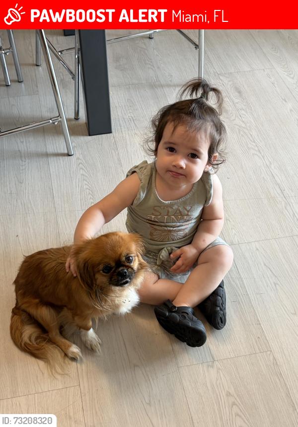 Lost Female Dog last seen Near SW 122nd, Miami, FL 33177
