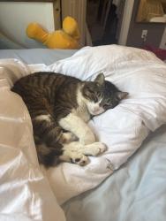 Lost Male Cat last seen Helmsley road, Midlothian, VA 23113