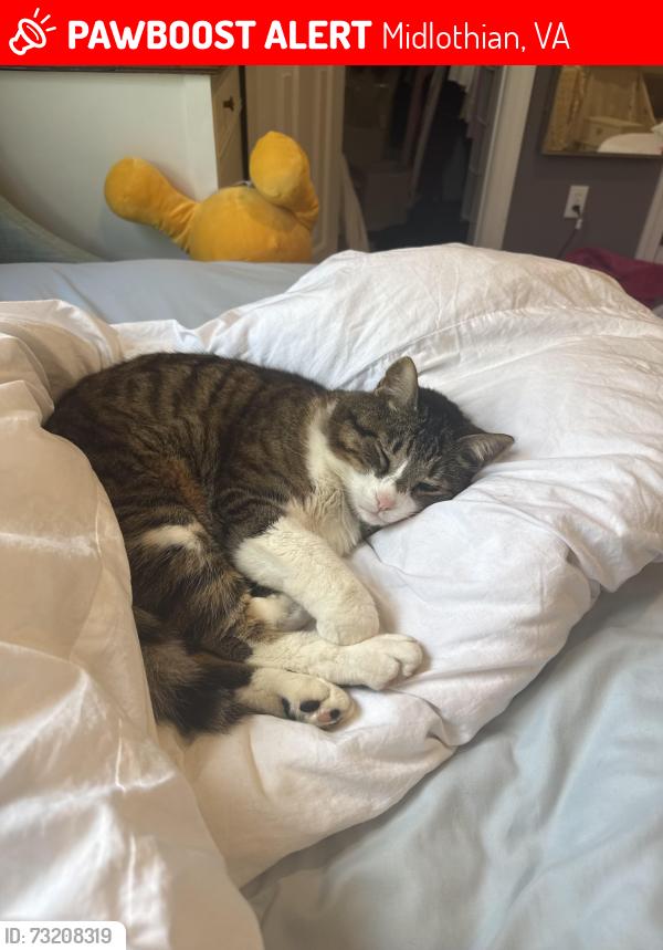 Lost Male Cat last seen Helmsley road, Midlothian, VA 23113