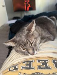 Reunited Female Cat last seen Near Davis Ave S, Renton, WA 98055