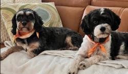 Reunited Male Dog last seen S Hills Drive, Knoxville, TN 37920