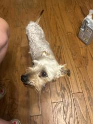 Found/Stray Male Dog last seen Sir knights way, Lawrenceville, GA 30045