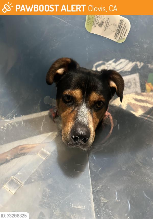Found/Stray Male Dog last seen Ash and Bullard, Clovis, CA 93611