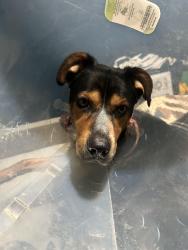 Found/Stray Male Dog last seen Ash and Bullard, Clovis, CA 93611