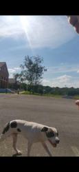 Found/Stray Male Dog last seen Gold spectrum, Bristol, TN 37620