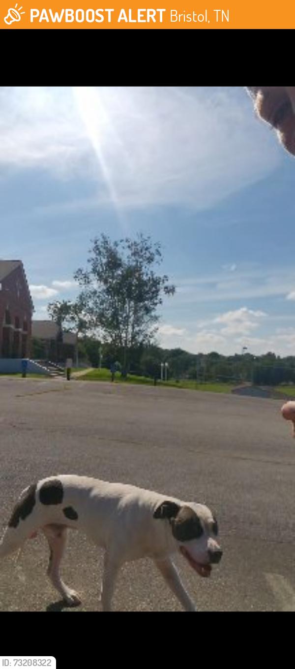 Found/Stray Male Dog last seen Gold spectrum, Bristol, TN 37620