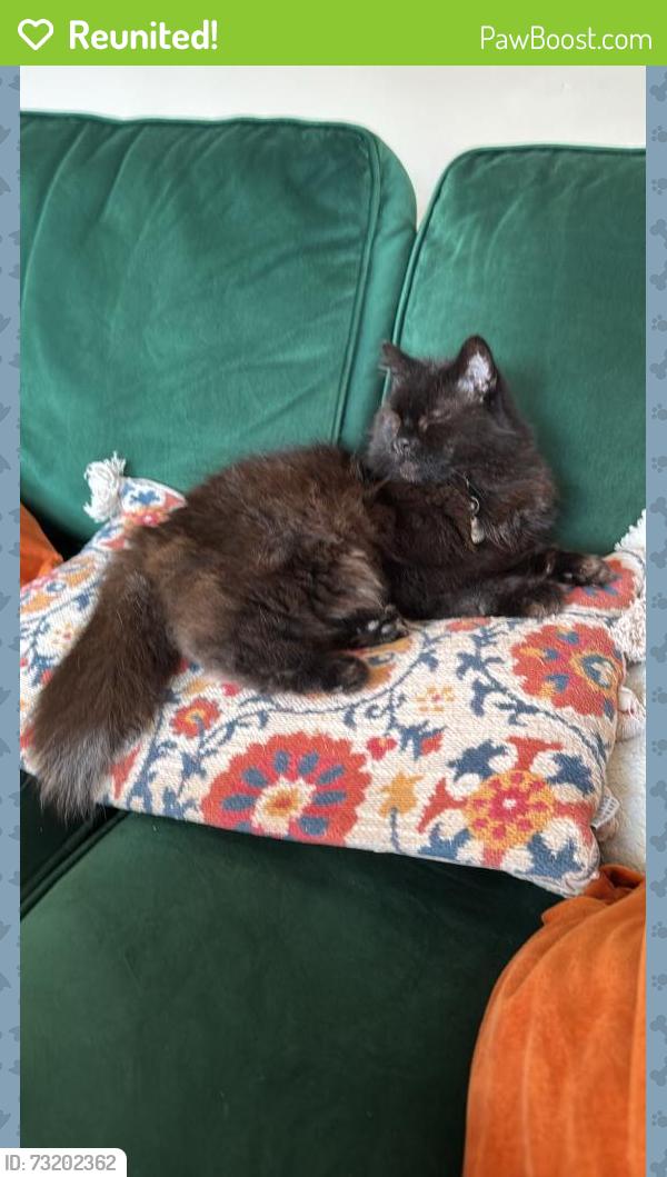 Reunited Female Cat last seen Pub, Warwickshire, England CV10 7LS