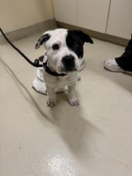 Shelter Stray Male Dog last seen DECOTO RD, 1950 Stevenson Blvd, Fremont, CA 94538, USA