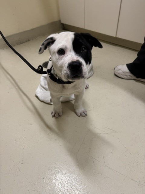 Shelter Stray Male Dog last seen DECOTO RD, 1950 Stevenson Blvd, Fremont, CA 94538, USA