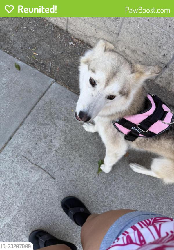 Reunited Female Dog last seen Oakmead dr or monument blvd, Concord, CA 94520
