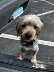 Lost Male Dog last seen Near s seale rd Phenix city Al 36869, Phenix City, AL 36869