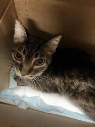 Shelter Stray Female Cat last seen Near BLOCK BLCK 6TH ST, LONG BEACH, CA, 90814, 7700 E Spring St, Long Beach, CA 90815, USA