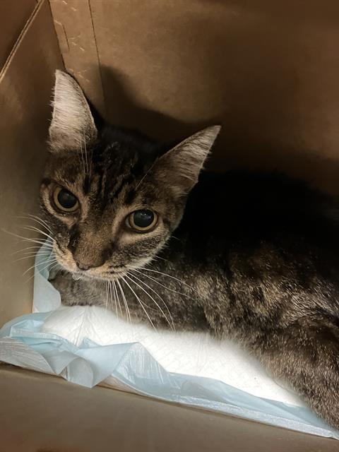 Shelter Removed Female Cat last seen Near BLOCK BLCK 6TH ST, LONG BEACH, CA, 90814, 7700 E Spring St, Long Beach, CA 90815, USA