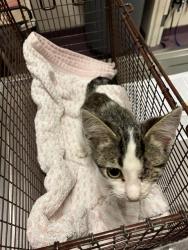 Shelter Stray Male Cat last seen Near BLOCK REDONDO AVE, LONG BEACH CA, 7700 E Spring St, Long Beach, CA 90815, USA