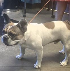 Shelter Stray Male Dog last seen TIMMS HILL CT BAKERSFIELD, 201 S Mt Vernon Ave, Bakersfield, CA 93307, USA
