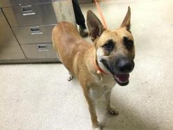 Shelter Stray Male Dog last seen VALLEY BLVD, MISSION AVE, RIVERSIDE CA, 6851 Van Buren Boulevard, Jurupa Valley, CA 92509, USA