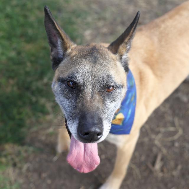 Shelter Stray Male Dog last seen AMANDA AND K ST, 4710 TX-151, San Antonio, TX 78227, USA