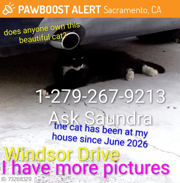 Found/Stray Unknown Cat last seen Crabtree Park and Windsor Drive, Sacramento, CA 95864