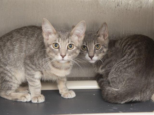 Shelter Stray Female Cat last seen ACOMA DR & 39TH AVE, 5501 E Van Buren St, Phoenix, AZ 85008, USA