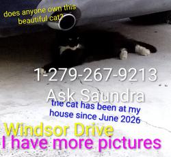Found/Stray Unknown Cat last seen Crabtree Park and Windsor Drive, Sacramento, CA 95864