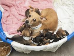 Shelter Stray Female Dog last seen 55TH PL AND E VAN BUREN ST, 5501 E Van Buren St, Phoenix, AZ 85008, USA