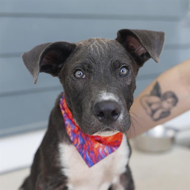 Shelter Stray Male Dog last seen , 4710 TX-151, San Antonio, TX 78227, USA