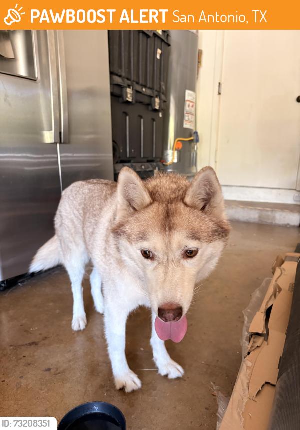 Found/Stray Unknown Dog last seen Dalewood St, San Antonio, TX 78209