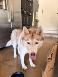 Found/Stray Unknown Dog last seen Dalewood St, San Antonio, TX 78209
