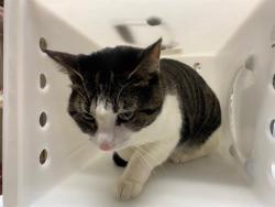 Shelter Stray Female Cat last seen Near BLOCK N 26TH ST, 3839 W Burnham St, West Milwaukee, WI 53215, USA