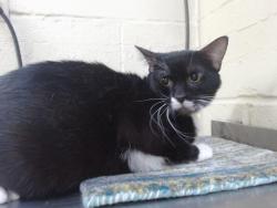 Shelter Stray Male Cat last seen , 2769 Conroy Rd, Orlando, FL 32839, USA