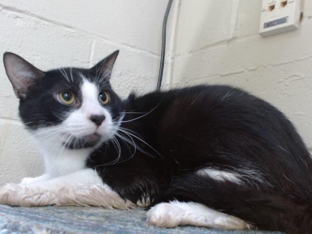 Shelter Stray Male Cat last seen , 2769 Conroy Rd, Orlando, FL 32839, USA