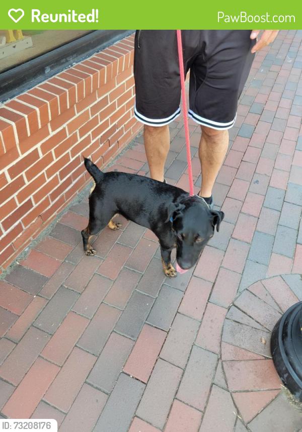 Reunited Male Dog last seen Eddyspark and kingstream drive, Herndon, VA 20170