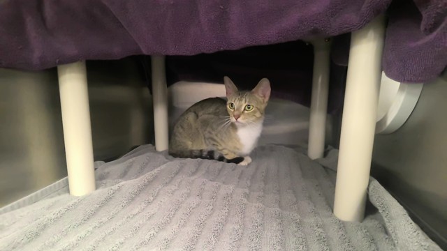 Shelter Stray Unknown Cat last seen Near BLOCK STONEBROOK CIR, 4950 SW Triana Blvd, Huntsville, AL 35805, USA