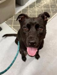 Shelter Stray Female Dog last seen TYLER BERRY PARK, 3528 Newburg Rd, Louisville, KY 40218, USA