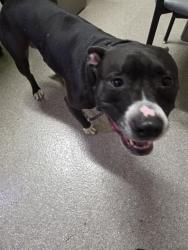 Shelter Stray Female Dog last seen Near BLOCK NEWBURG ROAD, 3528 Newburg Rd, Louisville, KY 40218, USA