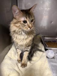 Shelter Stray Female Cat last seen , West Valley Animal Shelter, 20655 Plummer St, Chatsworth, CA 91311, USA