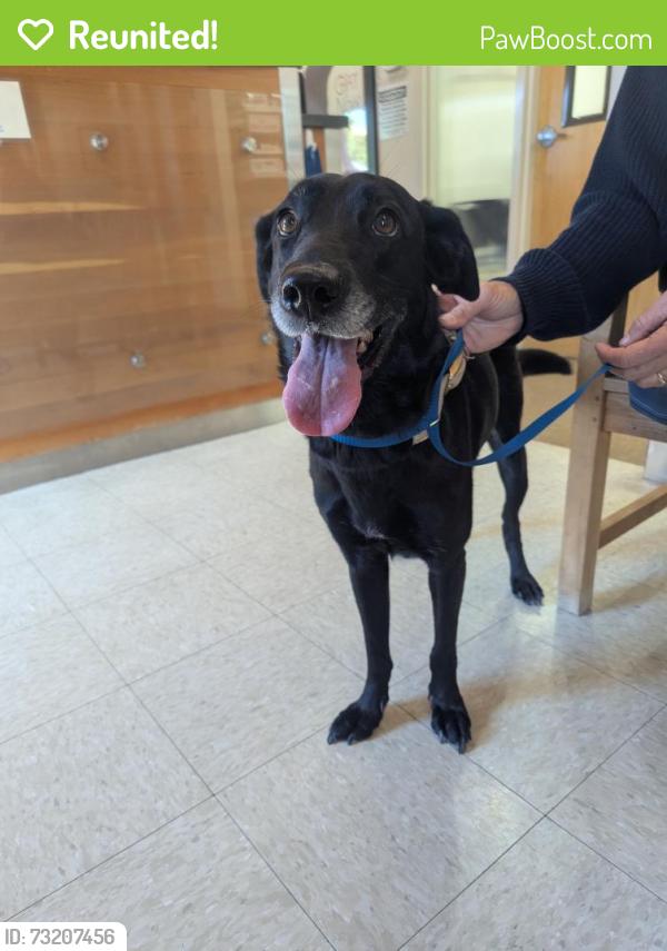 Reunited Female Dog last seen Tulare and Barrett St, El Cerrito, CA 94530
