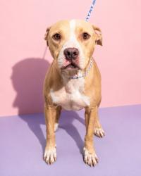 Shelter Stray Male Dog last seen Near BLOCK W MONCRIEF RD, 2020 Forest St, Jacksonville, FL 32204, USA
