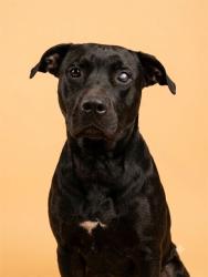 Shelter Stray Male Dog last seen Near BLOCK LAGNEY DR, 2020 Forest St, Jacksonville, FL 32204, USA