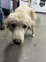 Shelter Stray Male Dog last seen Near BLOCK E OLIVE AVE, FRESNO CA 93728 3129, 5277 E Airways Blvd, Fresno, CA 93727, USA