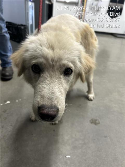 Shelter Stray Male Dog last seen Near BLOCK E OLIVE AVE, FRESNO CA 93728 3129, 5277 E Airways Blvd, Fresno, CA 93727, USA