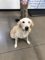 Shelter Stray Female Dog last seen Near BLOCK E OLIVE AVE, FRESNO CA 93728 3129, 5277 E Airways Blvd, Fresno, CA 93727, USA