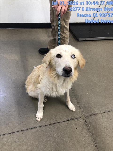 Shelter Stray Female Dog last seen Near BLOCK E OLIVE AVE, FRESNO CA 93728 3129, 5277 E Airways Blvd, Fresno, CA 93727, USA