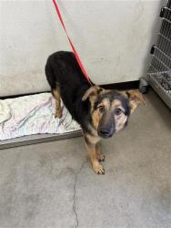 Shelter Stray Female Dog last seen Near BLOCK N CLARK ST, FRESNO CA 93701 1103, 5277 E Airways Blvd, Fresno, CA 93727, USA