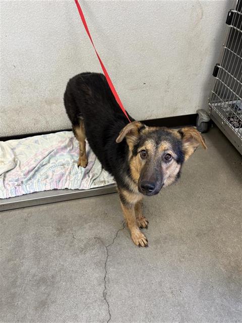 Shelter Stray Female Dog last seen Near BLOCK N CLARK ST, FRESNO CA 93701 1103, 5277 E Airways Blvd, Fresno, CA 93727, USA