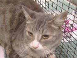 Shelter Stray Female Cat last seen LIVE OAK AVE/INDUSTRIAL DR, 95632, 3839 Bradshaw Rd, Sacramento, CA 95827, USA
