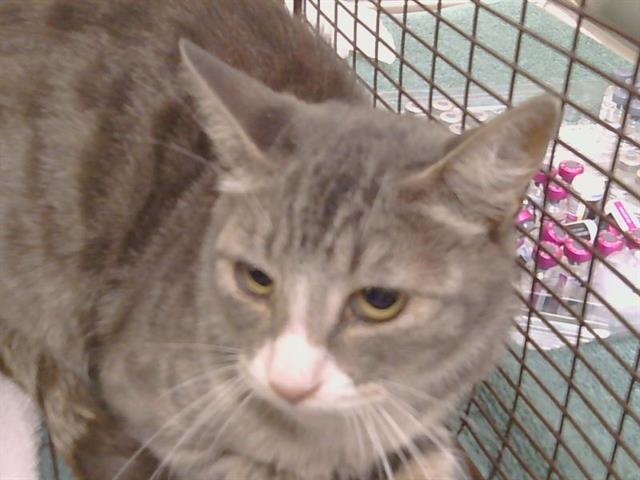 Shelter Stray Female Cat last seen LIVE OAK AVE/INDUSTRIAL DR, 95632, 3839 Bradshaw Rd, Sacramento, CA 95827, USA