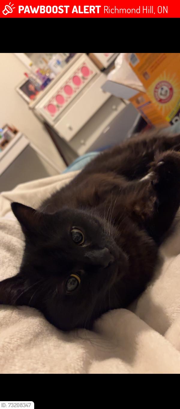 Lost Female Cat last seen Yonge & Brookside Richmond Hill, Richmond Hill, ON 